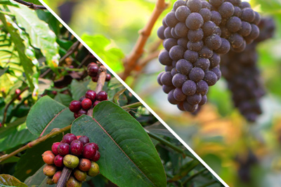 Beer, Wine & Coffee Trails